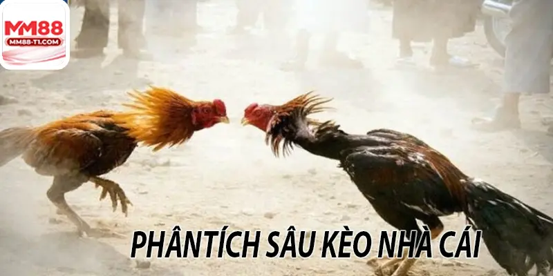 Các giống gà chọi đẹp, khỏe mạnh trong đấu trường Đá Gà Thomo 88