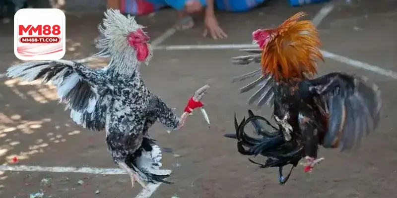 Chiến kê đá gà cựa dao dũng mãnh tại đấu trường