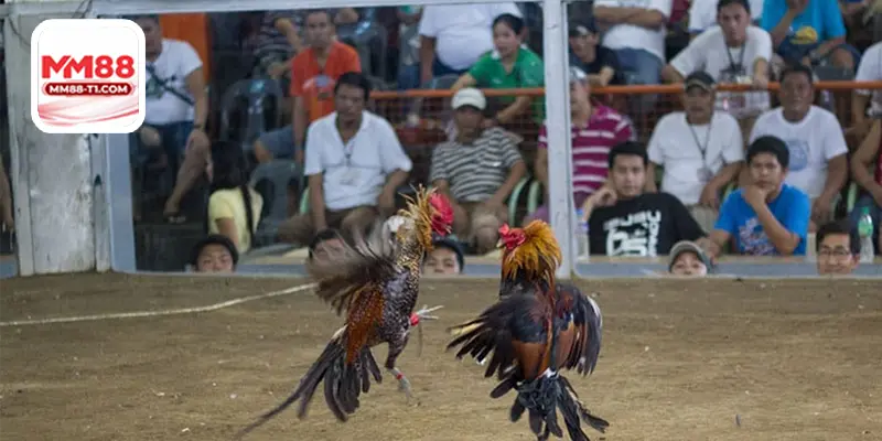 Đấu trường Thomo 167 nổi tiếng với những trận đá gà đỉnh cao.