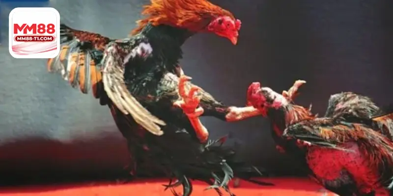 Trận đấu Đá Gà Thomo 88 trực tiếp sôi động tại sảnh MM88