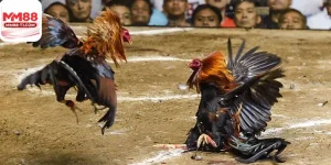 Đá gà trực tiếp 88 tại MM88 với hình ảnh sắc nét, góc quay đa dạng.