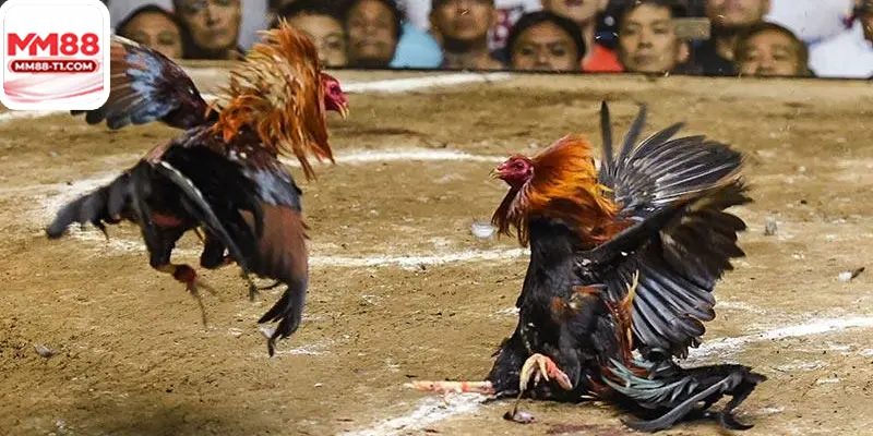 Đá gà trực tiếp 88 tại MM88 với hình ảnh sắc nét, góc quay đa dạng.