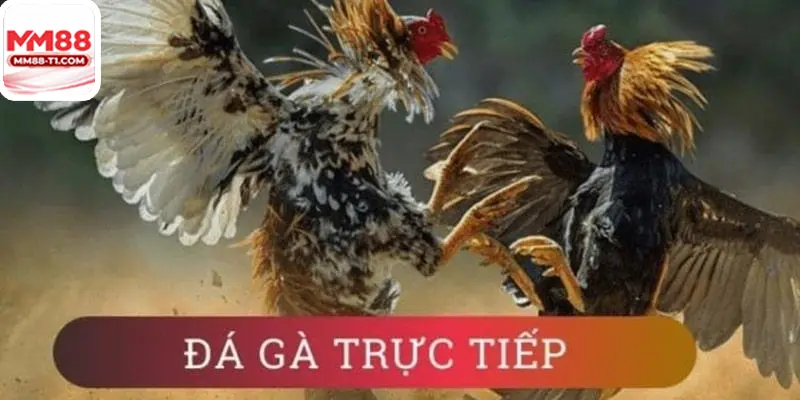 đá gà trực tiếp c5