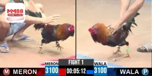 rực tiếp trận đấu đá gà cựa dao kịch tính