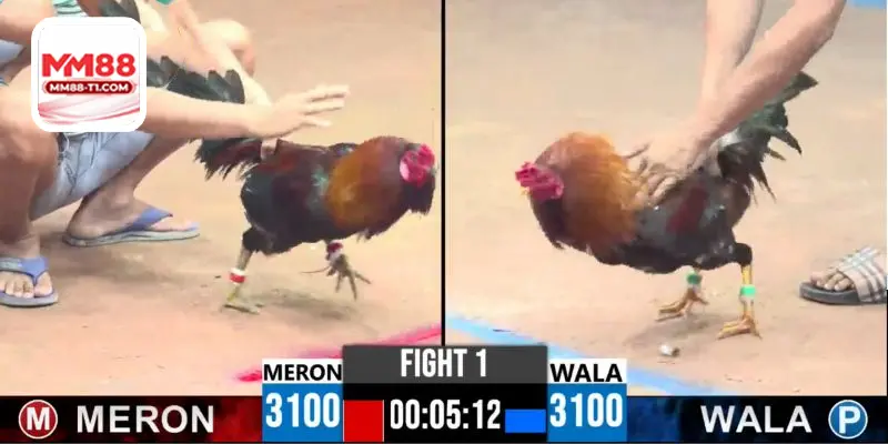 trực tiếp trận đấu đá gà cựa dao kịch tính