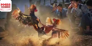 Giao diện sảnh cá cược Đá Gà Thomo 88 trên trang chủ MM88