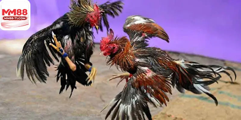 hướng dẫn người mới tham gia