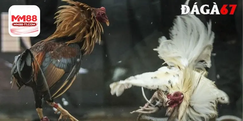 Phân tích phong độ gà và tay đấu là yếu tố then chốt khi tham gia đá gà Thomo 167.