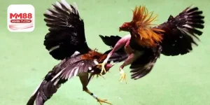 Hiểu rõ luật là bước đầu tiên để tham gia đặt cược đá gà Thomo 167 hiệu quả.